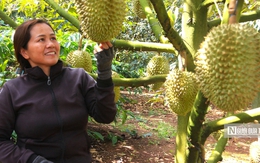 Doanh nghiệp hiến kế "bắt tay" với Thái Lan để chinh phục thị trường sầu riêng tại Trung Quốc