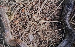 Rắn hổ mang hơn 2kg bò vào nhà, cắn chân bé trai ở Sóc Trăng