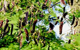 Loại quả dại quen thuộc ở Việt Nam giúp dân bảo vệ rừng, kiếm tiền tỷ: Ở Trung Quốc bán giá gấp 10 lần