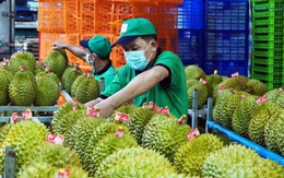 Sầu riêng Việt Nam bị Trung Quốc trả về ồ ạt: DN kiến nghị Thủ tướng chỉ đạo làm rõ một chuyện bất thường    