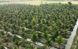 Loại quả bình dân của Việt Nam được Trung Quốc, Mỹ săn lùng, ví như "vàng xanh", Bến Tre trồng cực nhiều