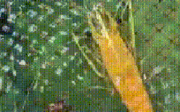 CLIP: Độc lạ con tôm sú có màu như thỏi vàng 9999