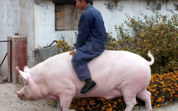 Chuyện lạ ở Trung Quốc: Nông dân nuôi lợn khổng lồ nặng 500kg, bằng một con gấu bắc cực để hy vọng lợi nhuận tăng