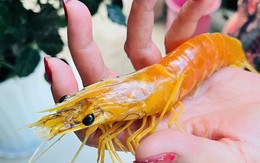 Nông dân ở Cà Mau phát hiện con tôm sú vàng độc lạ