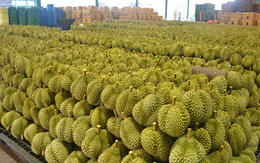 Đối thủ của Thái Lan, Việt Nam chính thức được cấp phép xuất khẩu sầu riêng đông lạnh sang Trung Quốc: Là ông trùm của Đông Nam Á, sản lượng 2 triệu tấn mỗi năm