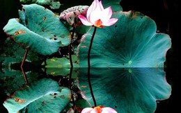 Tết Đoan ngọ: Diệt sâu bọ ngoài thân, diệt phiền não trong tâm