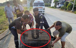Nghe thấy tiếng kêu dưới cống thoát nước, người dân chạy đến nơi chứng kiến cảnh tượng không ngờ