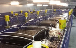 'Siêu thực phẩm' của Việt Nam được Trung Quốc đặc biệt ưa chuộng: Xuất khẩu tăng mạnh 125%, nhưng Mỹ mới là 'mỏ vàng' lớn nhất