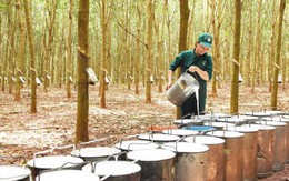 Trung Quốc mua hàng triệu tấn 'vàng trắng' để theo đuổi giấc mơ xe điện, nhưng lại giảm nhập từ Việt Nam