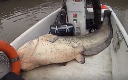 Cần thủ câu được con cá khổng lồ dài 2,7m, nặng 113kg trên sông