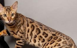 Cận cảnh con mèo giá 2,5 tỷ đồng, đại gia "bí ẩn" sẵn rút hầu bao