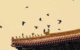 Vì sao cứ tới nửa đêm, Tử Cấm Thành lại đầy quạ đen bay đến?
