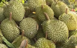 Thủ tướng yêu cầu không để tình trạng ùn tắc hàng hóa, nông sản tại cửa khẩu