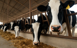 'Siêu bò sữa' của Trung Quốc: Cực kỳ khoẻ mạnh nhờ gen ưu việt, dễ nuôi, mỗi năm có thể cho 18.000 lít sữa