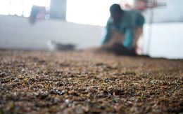 Hàng nghìn tấn "vàng xanh" của Việt Nam được Mỹ săn mua với giá hấp dẫn: Thuế nhập khẩu 10%, nước ta là ông trùm thứ 5 thế giới