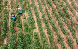 Nước Châu Mỹ để dành diện tích đất rộng hơn một thành phố cho nhà đầu tư Việt Nam