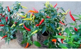 Chàng trai trẻ gây sốt vì trồng ớt bằng chai nước khoáng: 5 cây thu được 5kg, ăn quanh năm không hết