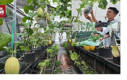Lập nông trại trên nóc nhà: Thầy giáo trẻ 'gặt rau, thu cá, đếm tiền' mỗi tháng