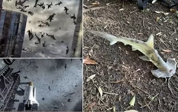 Cá mập rơi từ trời xuống sân golf: Hiện tượng gây sốc như phim viễn tưởng