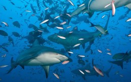 Điểm đến ngắm cá mập ngoạn mục nhất hành tinh