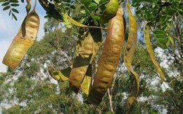 1 loại quả mọc dại ở Việt Nam có giá hơn 2 triệu đồng/kg ở Trung Quốc: Hóa ra là "kho" dược liệu quý