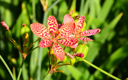 Loại cây Việt Nam trồng làm cảnh, củ sấy khô có giá 1 triệu đồng/kg ở Trung Quốc: Hóa ra là dược liệu quý