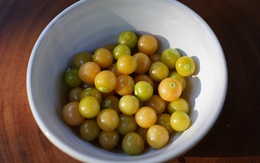 Việt Nam có loại quả dại, ít người ăn, sang Nhật có giá 2,9 triệu đồng/kg: Tiềm năng phòng ung thư