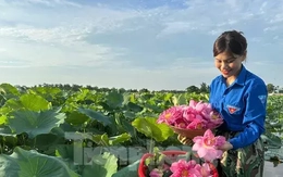 'Biến' vùng đất hoang hóa thành đầm sen thu tiền triệu mỗi ngày