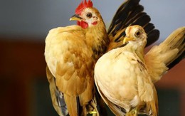 Giống gà đắt đỏ bậc nhất hành tinh, giá đến cả trăm triệu đồng/con