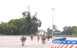 Trâu, bò ‘đi dạo’ trên đại lộ nghìn tỷ
