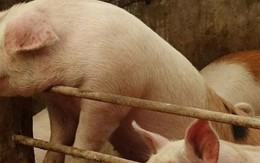 Vì sao Trung Quốc siết chặt hoạt động “vỗ béo”, muốn nuôi heo “thon gọn”?