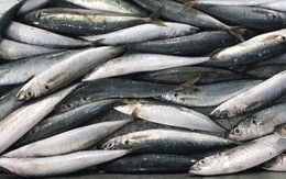 Cao thủ ẩm thực mách 4 loại cá "tinh hoa": Ít xương, thịt mềm, không tanh!