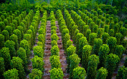 Việt Nam trồng được loại gia vị như "vàng đen" khiến Ấn Độ, Mỹ, Đức đổ xô mua: Đắk Nông cực nhiều