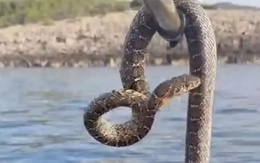Hoảng loạn vì loài rắn dài xâm chiếm vùng biển quanh hòn đảo nghỉ dưỡng