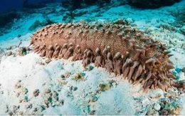 Phát hiện vũ khí trị ung thư nằm dưới đáy biển?