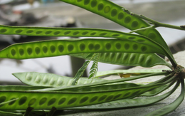 Loại quả mọc dại ở Việt Nam có giá 2,1 triệu đồng/kg ở Trung Quốc: Dùng để tắm, ngâm chân cực tốt