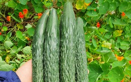 Loại quả nhiều nước hơn dưa hấu, thường bị nhầm là rau: Nên ăn cả vỏ, có loại giá gần 400.000đ/kg