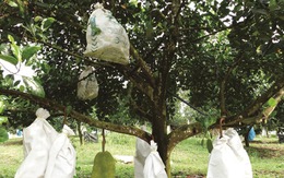 Cây "lạ đời": Trồng trước nhà thì cản lộc, trồng sau nhà thì chủ phất như diều gặp gió!