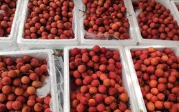 'Ruby đỏ' của Việt Nam ngon đến mức người Trung Quốc cũng phải tấm tắc khen, giá xuất khẩu tăng gấp 3 lần trong năm nay