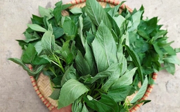 Việt Nam có loại rau nhiều sắt hơn cả thịt bò, Trung Quốc ví như "thuốc của người nghèo": Cực tốt cho tim