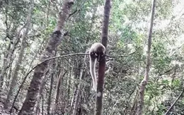 Gia Lai ghi nhận 460 loài động, thực vật quý hiếm