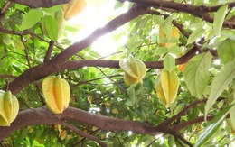 Loại cây "hút vàng" vào nhà: Vận may nối đuôi kéo tới, càng trồng lâu càng phát lộc