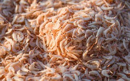 Việt Nam có loại hải sản nhiều canxi gấp 3 lần đậu nành, Trung Quốc ví như "thuốc ăn ngon" mùa hè