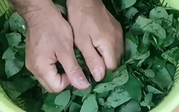 Vò rau ngót trước khi nấu có làm mất chất dinh dưỡng không? Chuyên gia trả lời khiến nhiều người phải thay đổi suy nghĩ