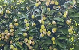 Xuất hiện loại vải "gây lú" mùa hè: Nhìn tưởng đột biến, ai ngờ lý do lại khiến dân mạng vừa buồn cười vừa thương