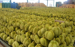 Không phải Trung Quốc, người dùng tại một quốc gia châu Á sắp đón sầu riêng giá rẻ: Giá giảm đến 30%, Malaysia đang thống trị thị trường