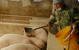 Trung Quốc ‘dằn mặt’ lên một mặt hàng của Mỹ: Sắp cắt giảm nhập khẩu hàng triệu tấn hàng, người chăn nuôi lo ngại bị ảnh hưởng