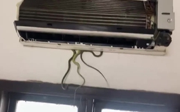 Dấu hiệu quan trọng cho thấy đang có rắn, 'sinh vật lạ' trong điều hòa: Nhiều gia đình chủ quan bỏ qua