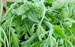 Cách chế biến loại rau bổ ngang thịt, ăn thường xuyên giúp sáng mắt, đẹp da
