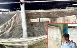 Đang kiểm tra lò mổ heo gia công cho Công ty C.P tại Hậu Giang